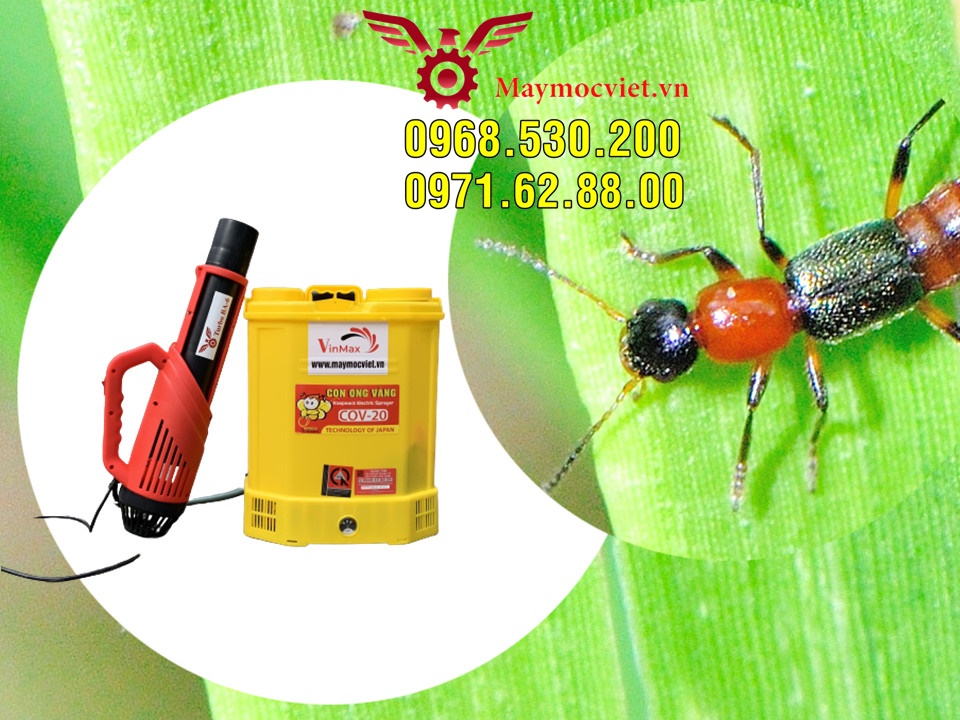 Tất tần tất về kiến ba hoang- Cách phun hóa chất tiêu diệt kiến số 1