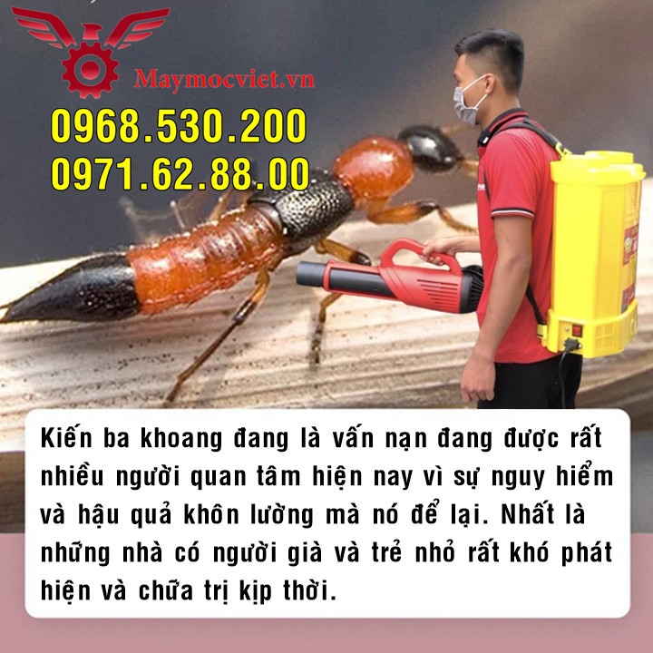 Tất tần tất về kiến ba hoang- Cách phun hóa chất tiêu diệt kiến số 1