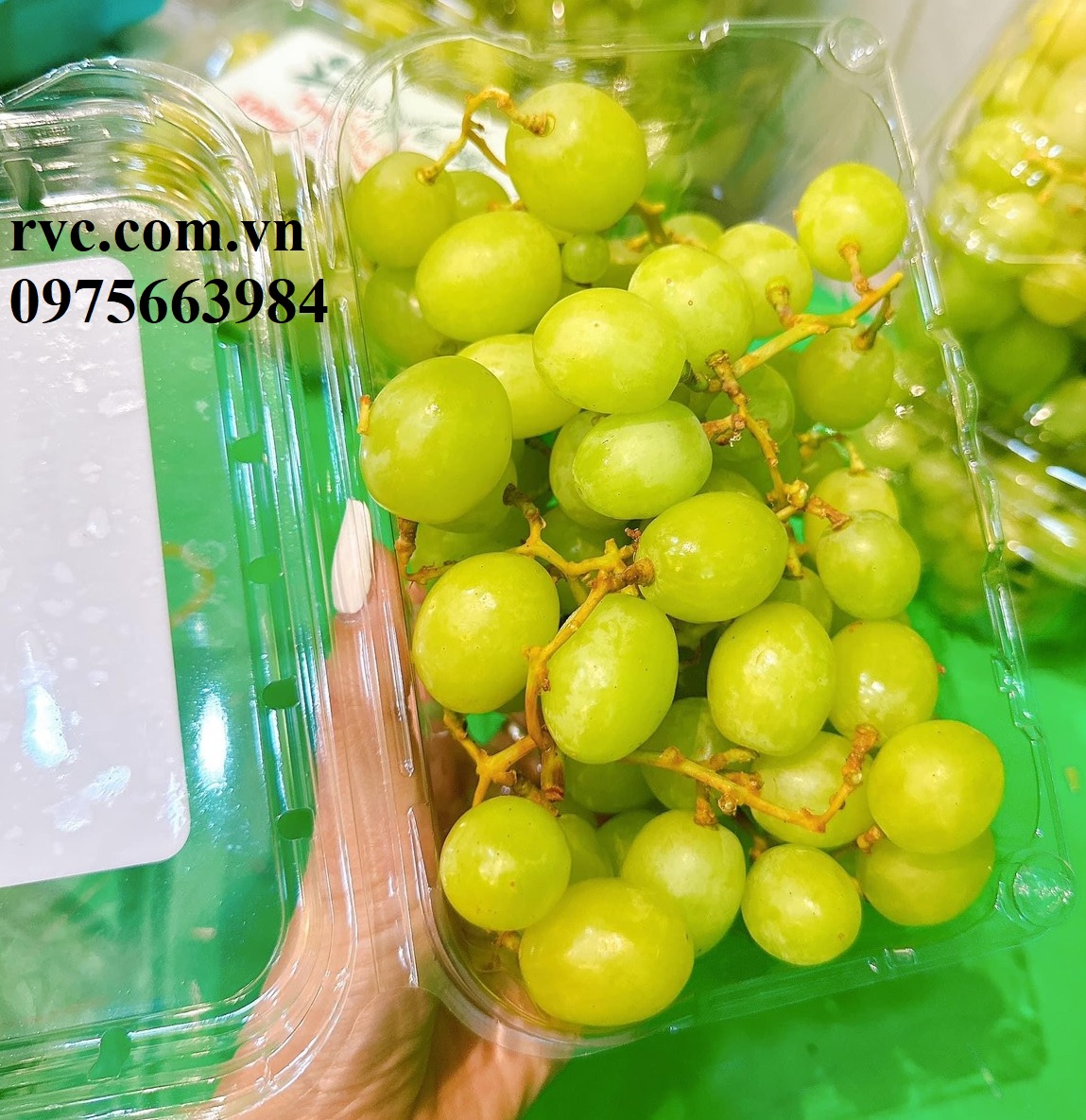 Địa chỉ chuyên cung cấp hộp nhựa tráu cây P500D chính hãng, giá sỉ