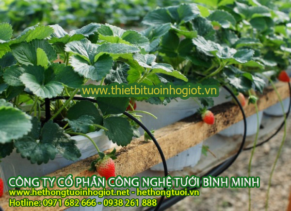 Hệ thống tưới nhỏ giọt 100% khách hàng hài lòng và cách làm