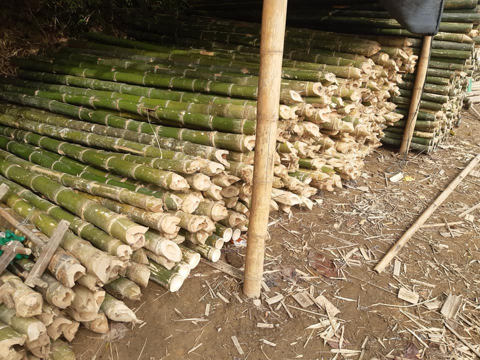 cung cấp cọc tre trúc, sạp, ván copha, ván gỗ cho các công trình