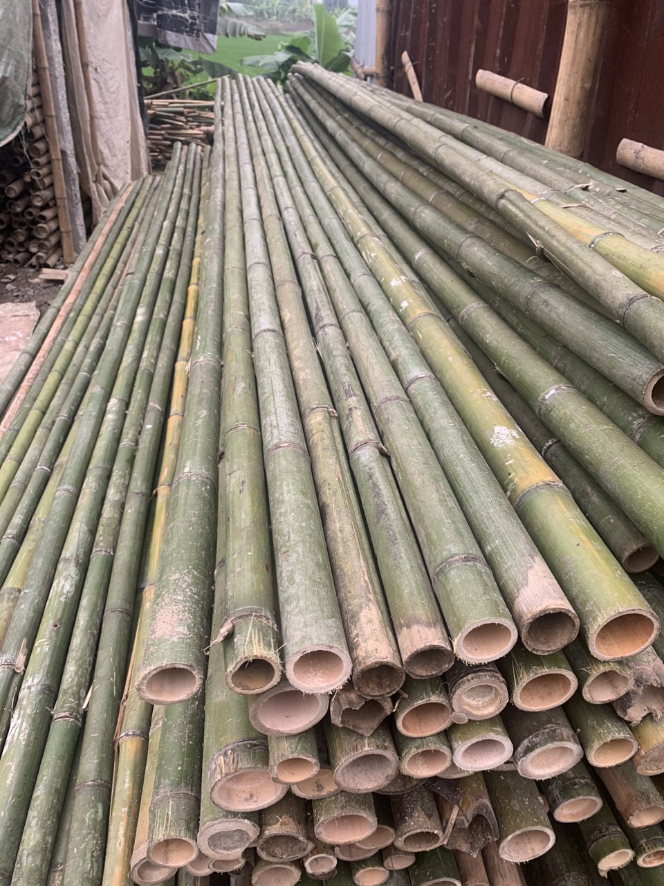 kho mình cần xả sạp tre trúc sl lớn xả giá tận gốc