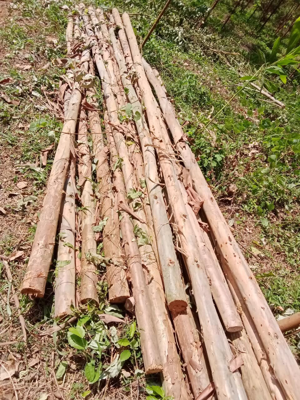 ván gỗ, ván copha, cây chống bạch đàn, thang xà gồ