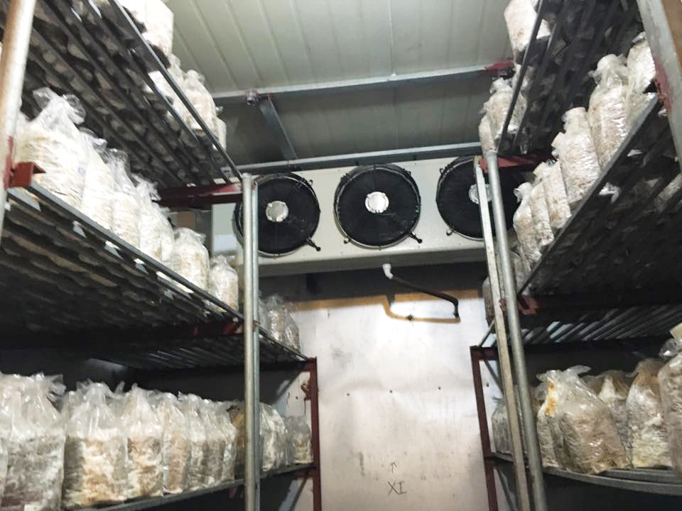 THI CÔNG, LẮP ĐẶT BÁO GIÁ KHO LẠNH BẢO QUẢN NẤM GIÁ TỐT