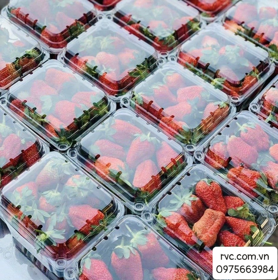 Hộp nhựa trái cây 500g và những công dụng tuyệt vời