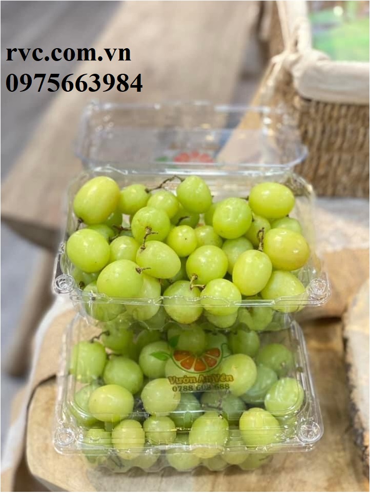 Hộp nhựa trái cây 500g và những công dụng tuyệt vời