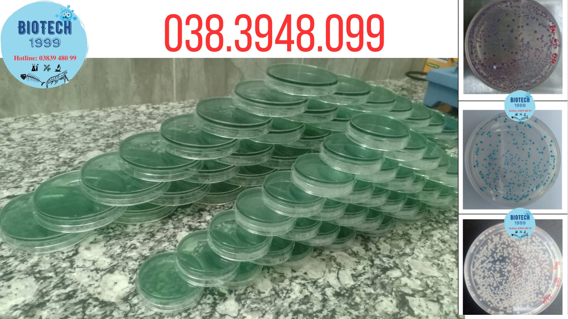 Đĩa kiểm khuẩn Vibrio paraheamolyticus , vulnificus, chlolerrae,.. tom