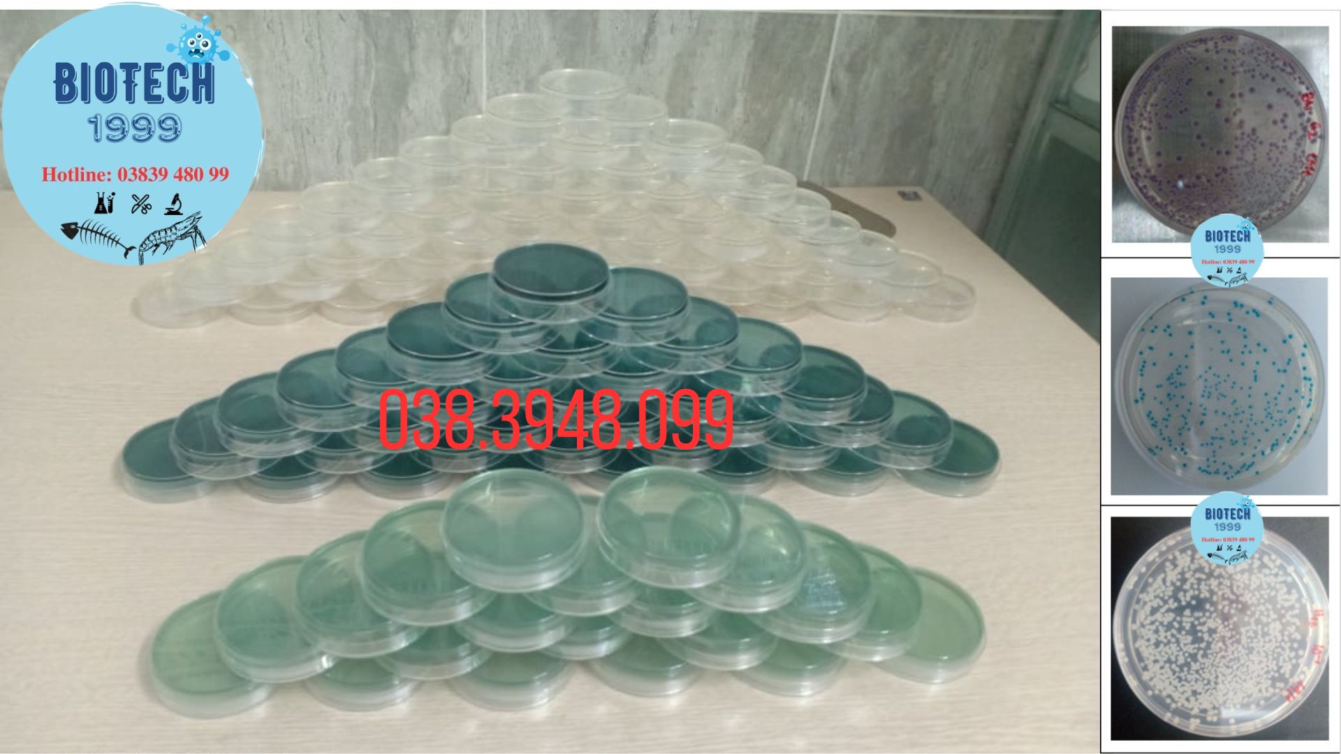 10 đĩa CHROM kiểm khuẩn vibrio trên ao nuôi tôm sỉ và lẻ