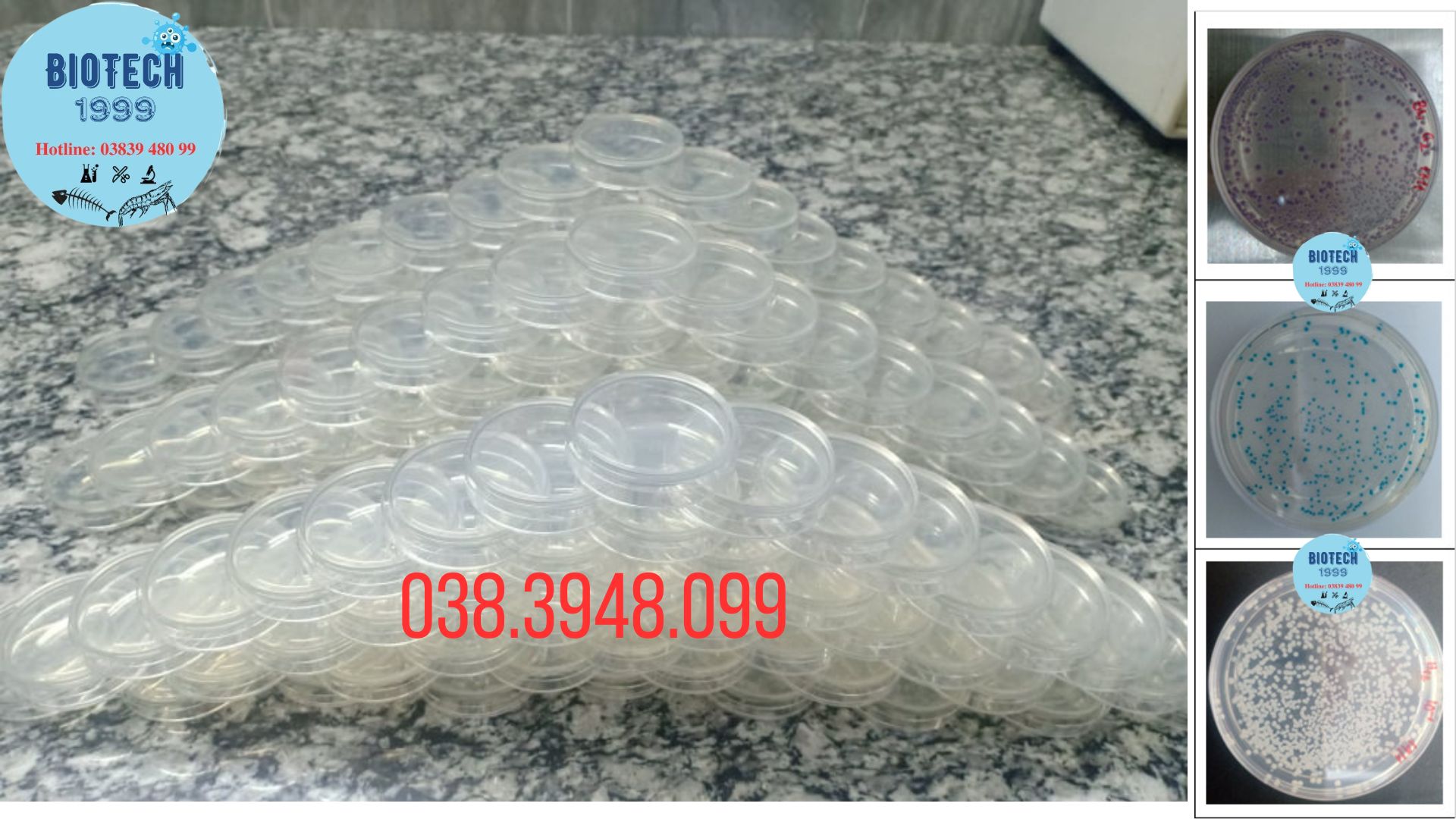 Đĩa CHROM kiểm khuẩn vibrio trên ao nuôi tôm