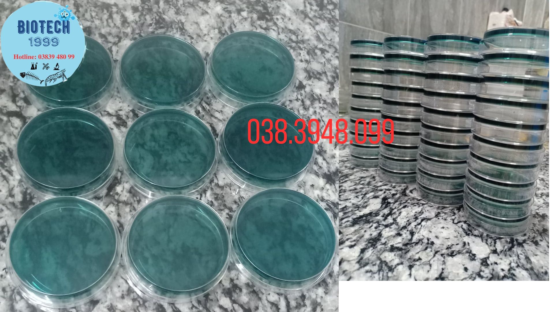Đĩa kiểm khuẩn Vibrio paraheamolyticus , vulnificus, chlolerrae,.. tom