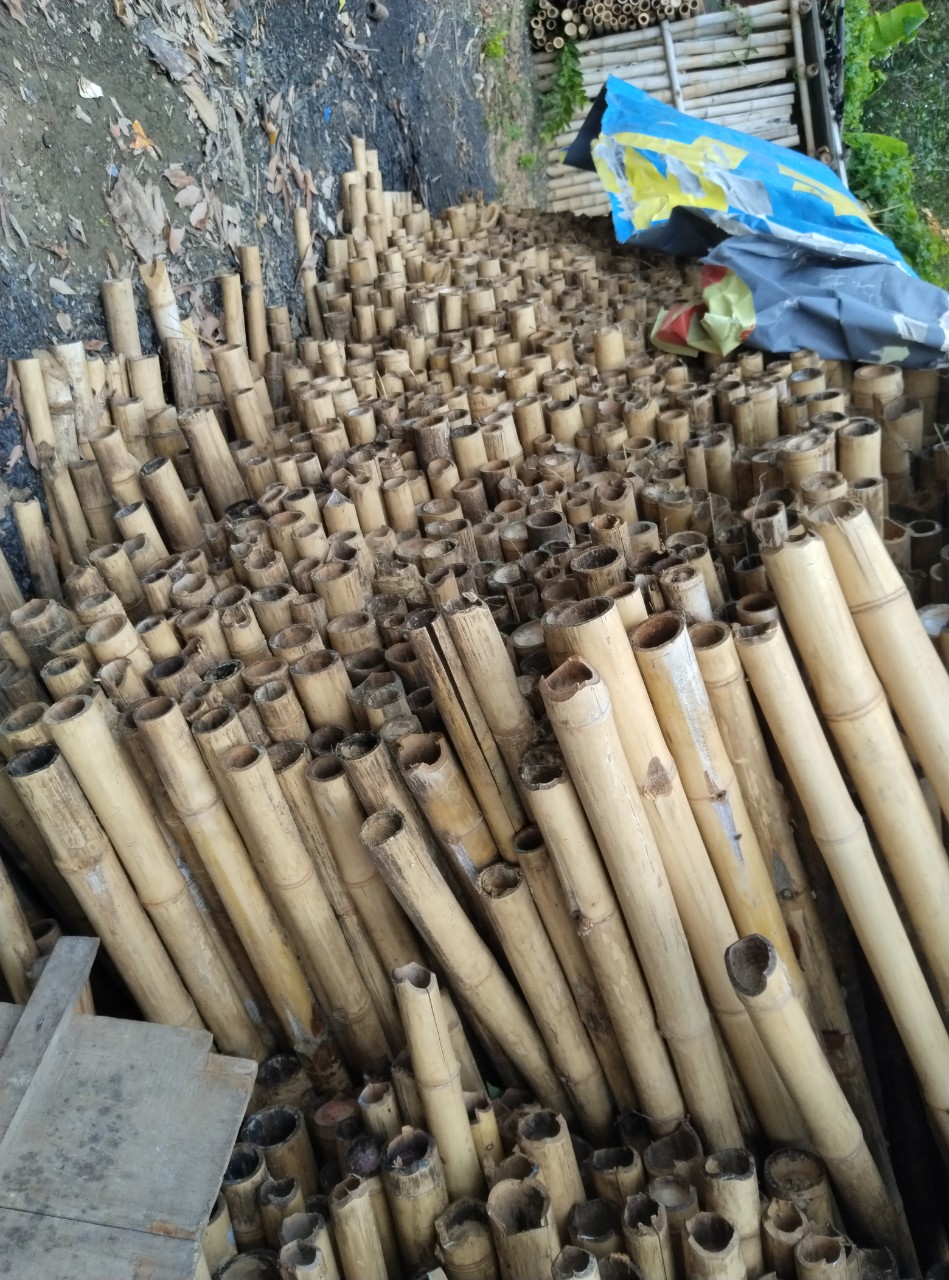 hàng cọc tre được phơi khô hàng hóa chất lượng đẹp như hình