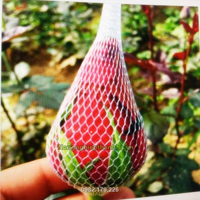 Phân phối túi lưới nhựa lớn nhất miền Bắc