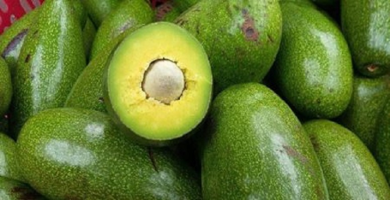 lắp đặt kho lạnh bảo quản bơ sau thu hoạch