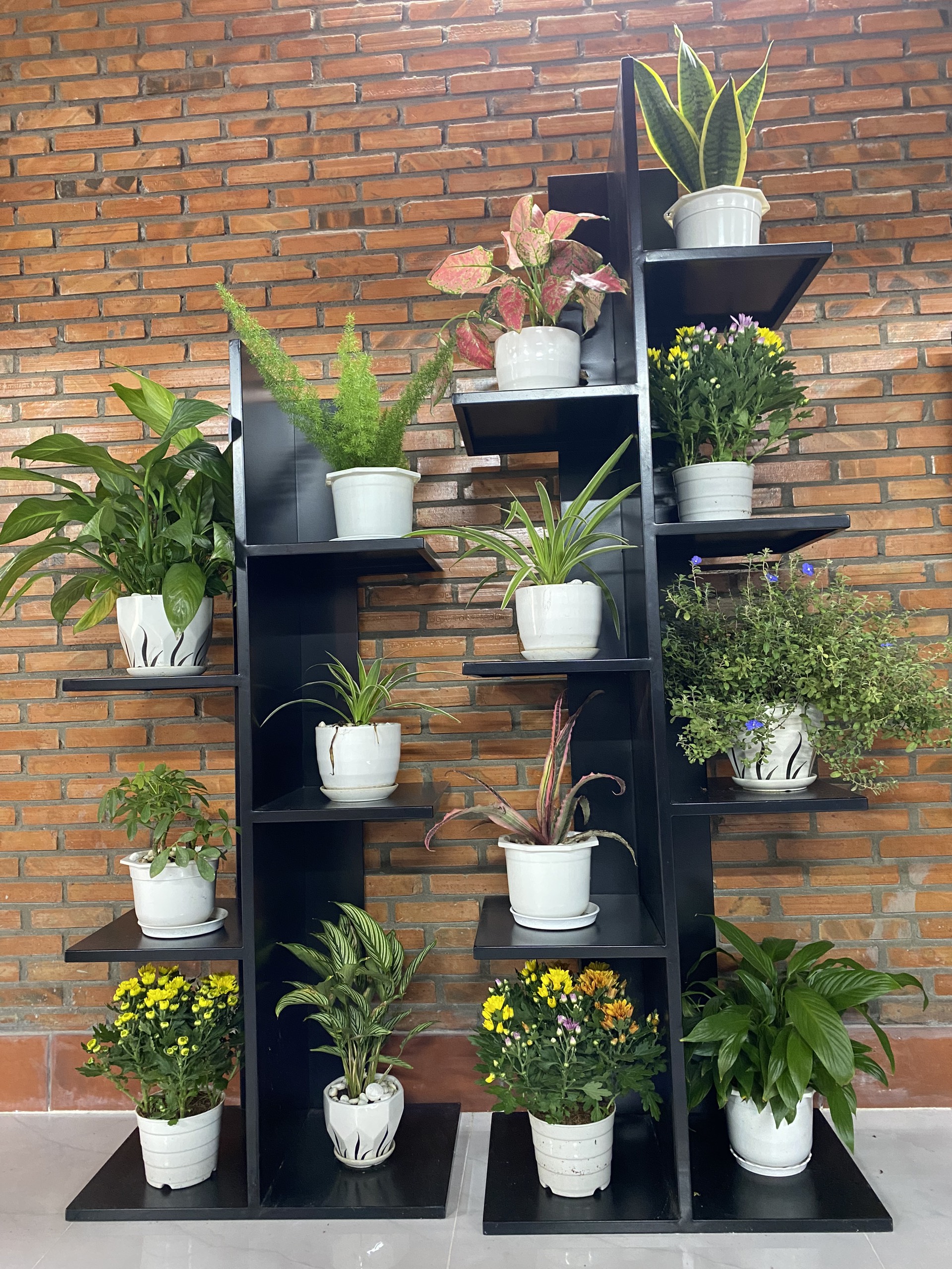 Kệ trưng bày cây cảnh cksg