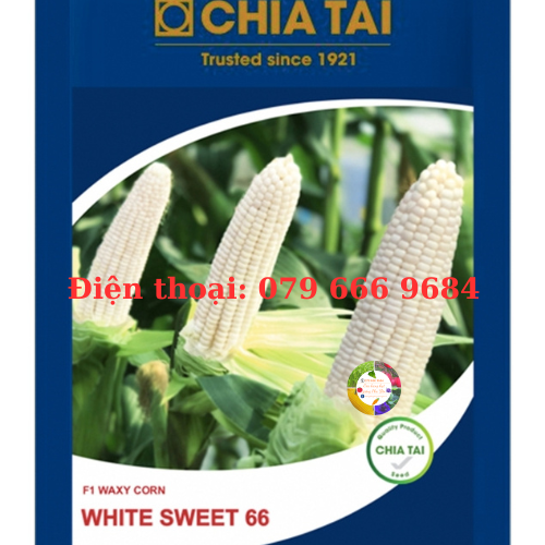 hạt giống bắp nếp white sweet 66 gói 500 gram chính hãng