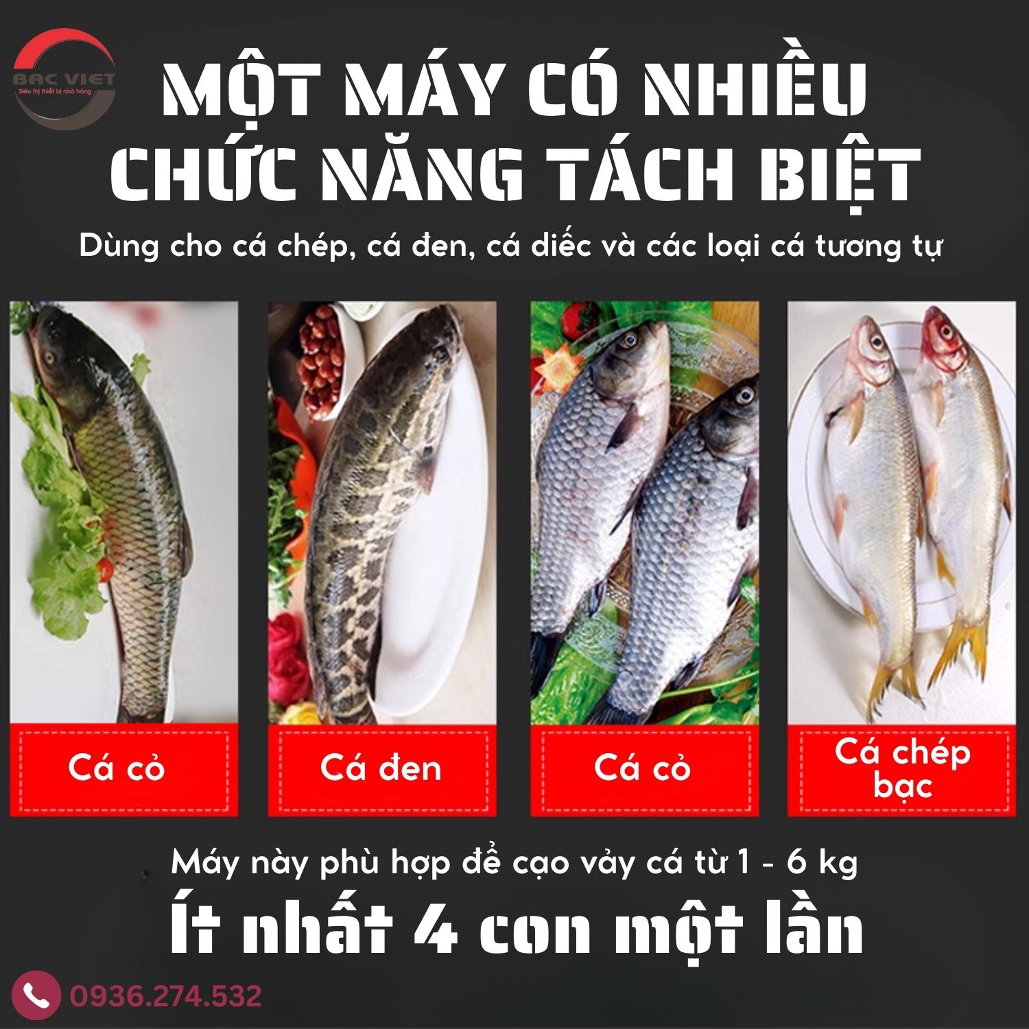Máy đánh vảy cá tự động: Tiến bộ trong ngành chế biến hải sản