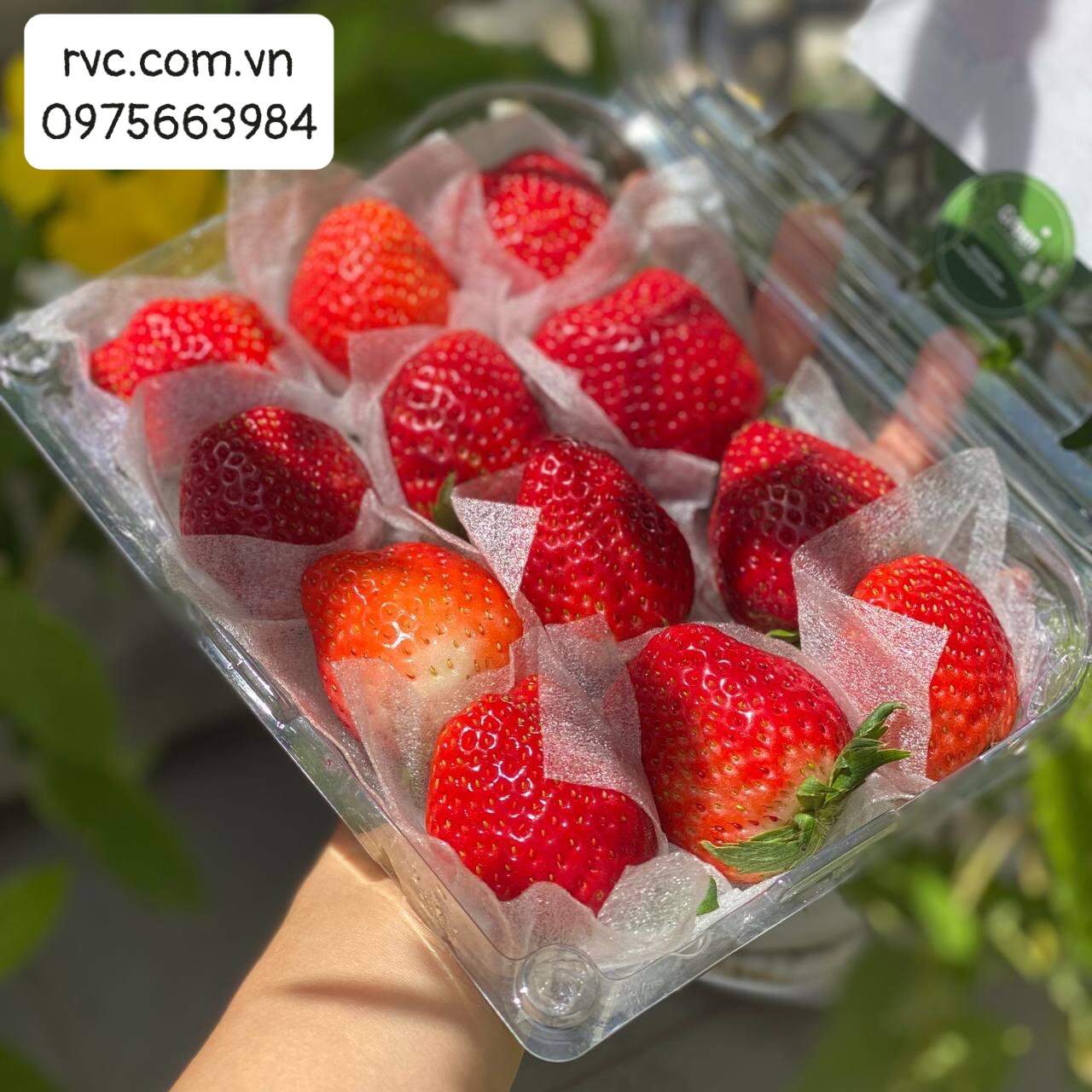 Hộp nhựa đựng dâu tây và những công dụng tuyệt vời.