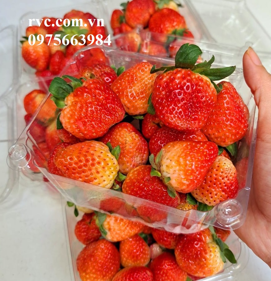 Hộp nhựa đựng dâu tây và những công dụng tuyệt vời.