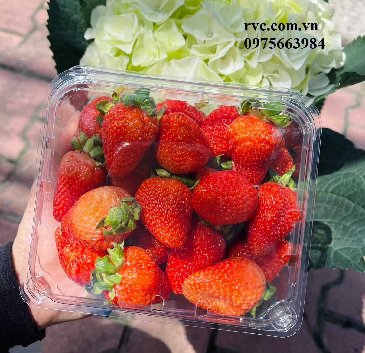 Gợi ý mẫu hộp nhựa trái cây 500g P500D chất lượng trên thị trường.