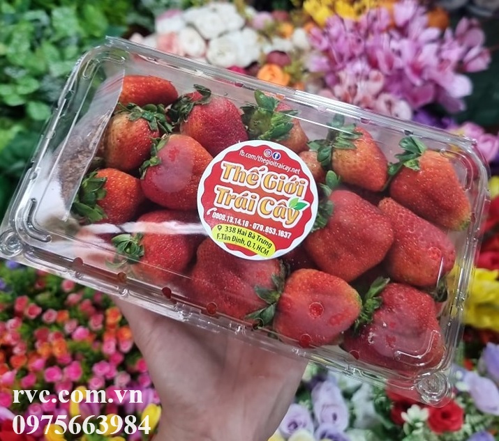 Top mẫu hộp nhựa đựng dâu tây được ưa chuộng nhất 2023.