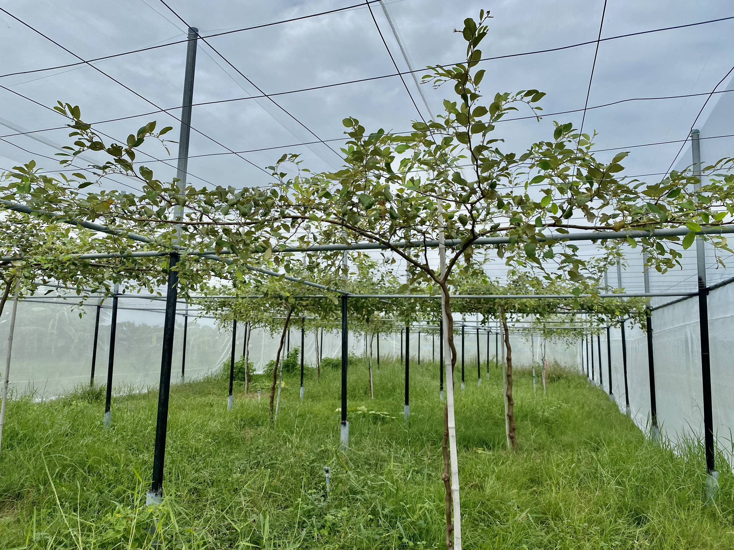 Lưới chắn côn trùng cho Farm - Vườn táo, nho trong nông nghiệp