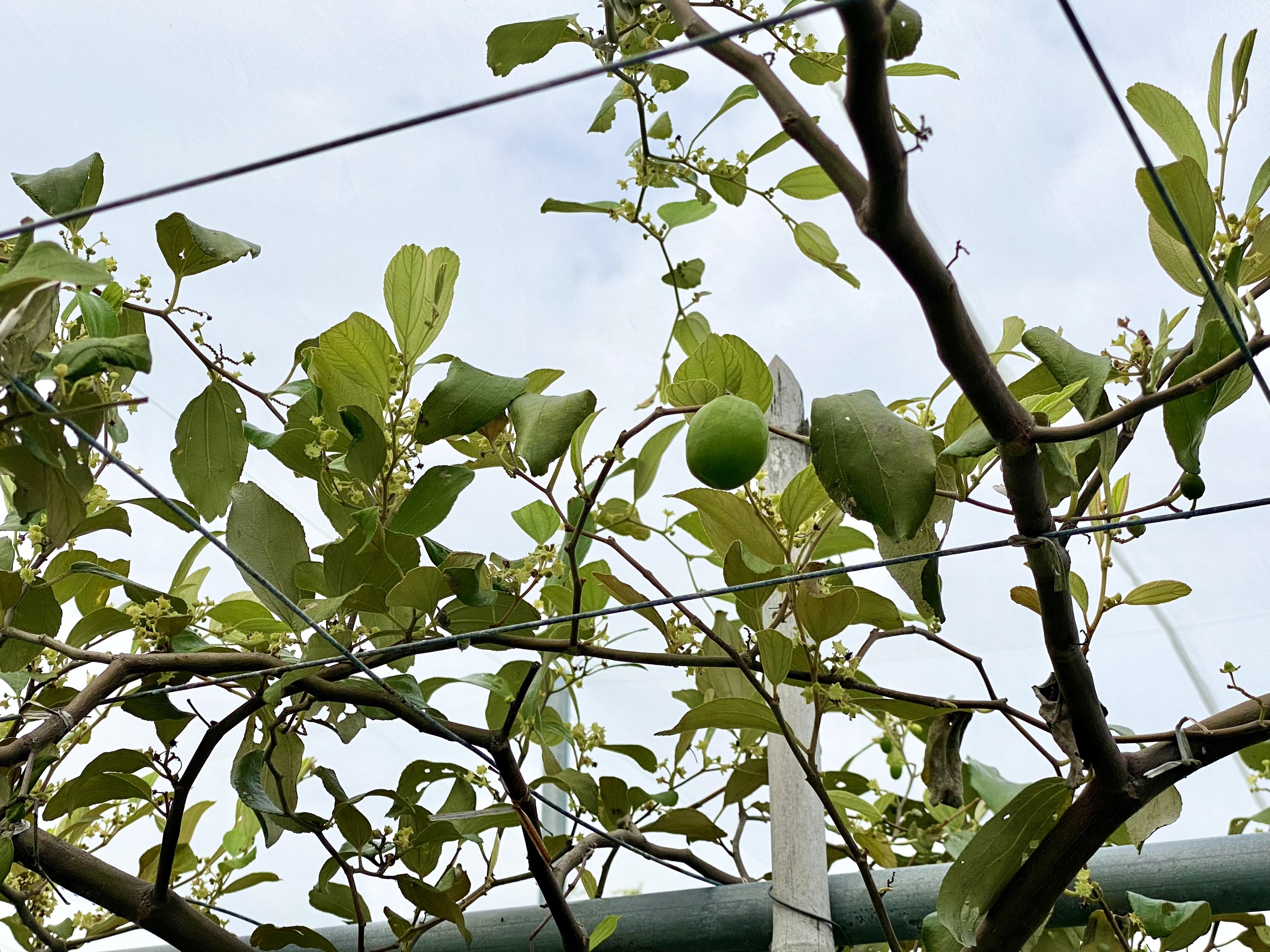 Lưới chắn côn trùng cho Farm - Vườn táo, nho trong nông nghiệp