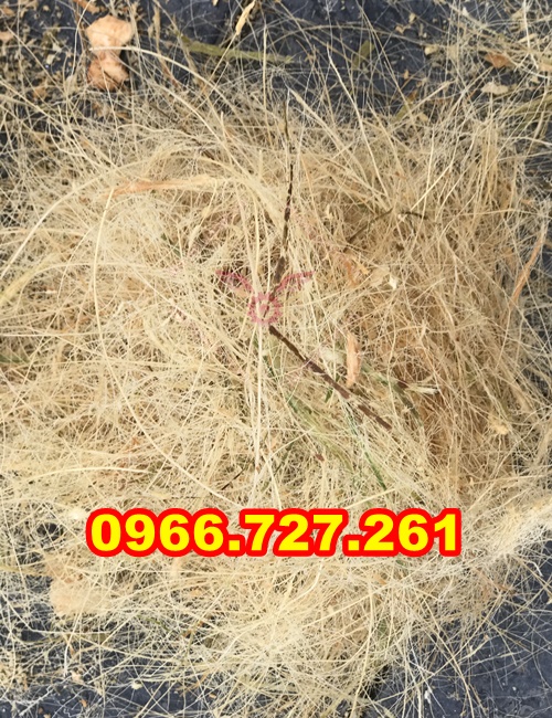 máy băm nghiền xơ dừa năng xuất lớn, băm dừa nguên trái