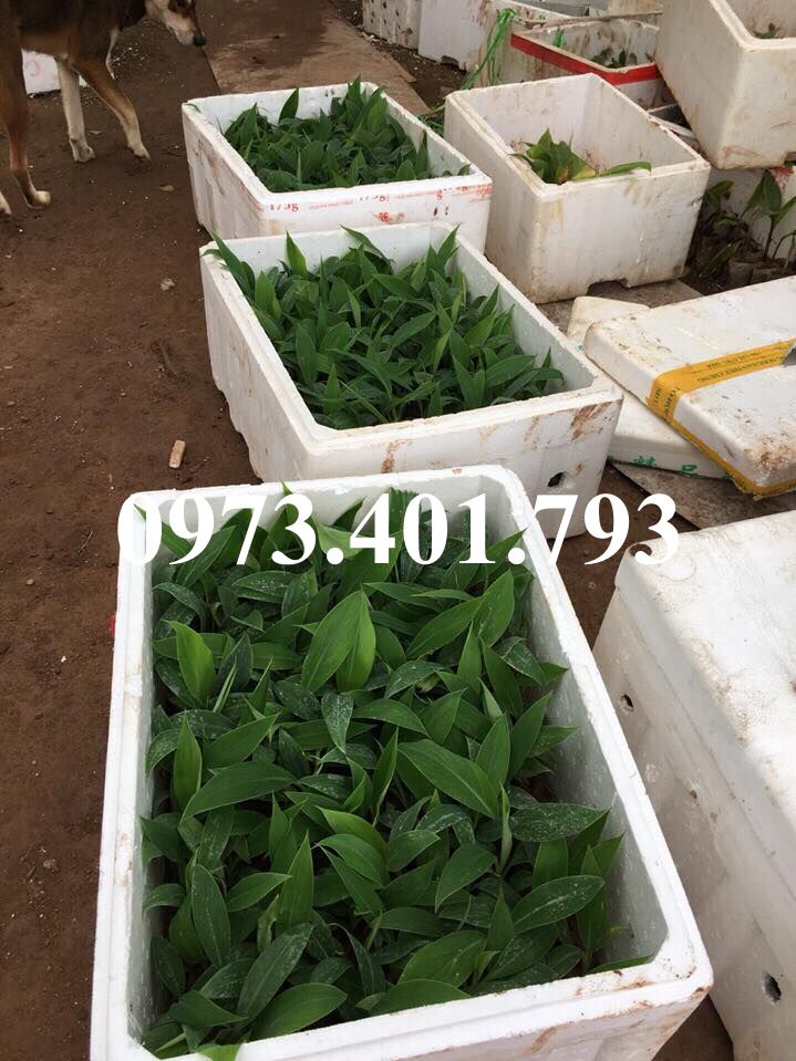 Địa chỉ cung cấp cây giống chuối tây thái