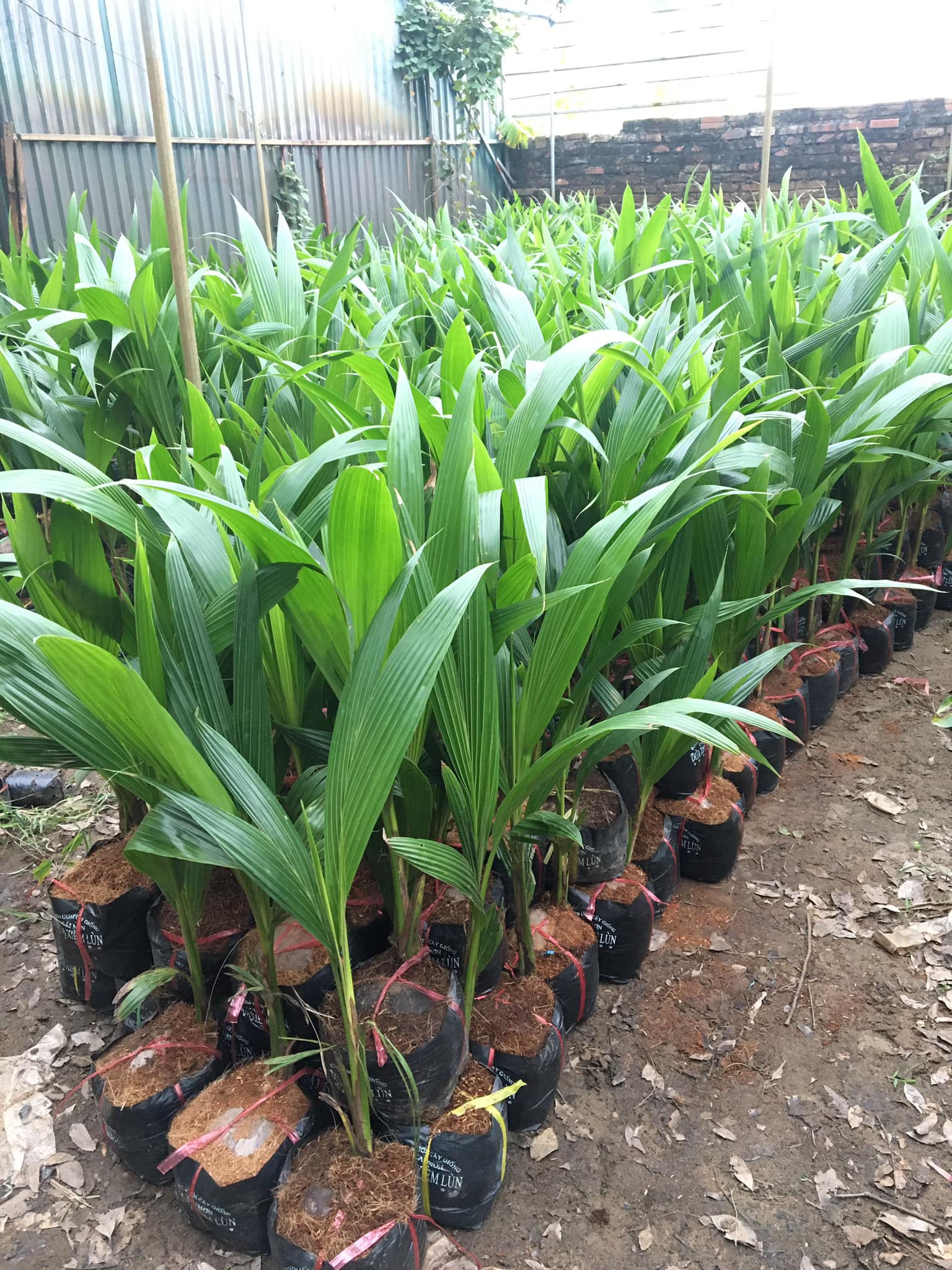 ĐỊA CHỈ CUNG CẤP GIỐNG CÂY DỪA XIÊM XANH