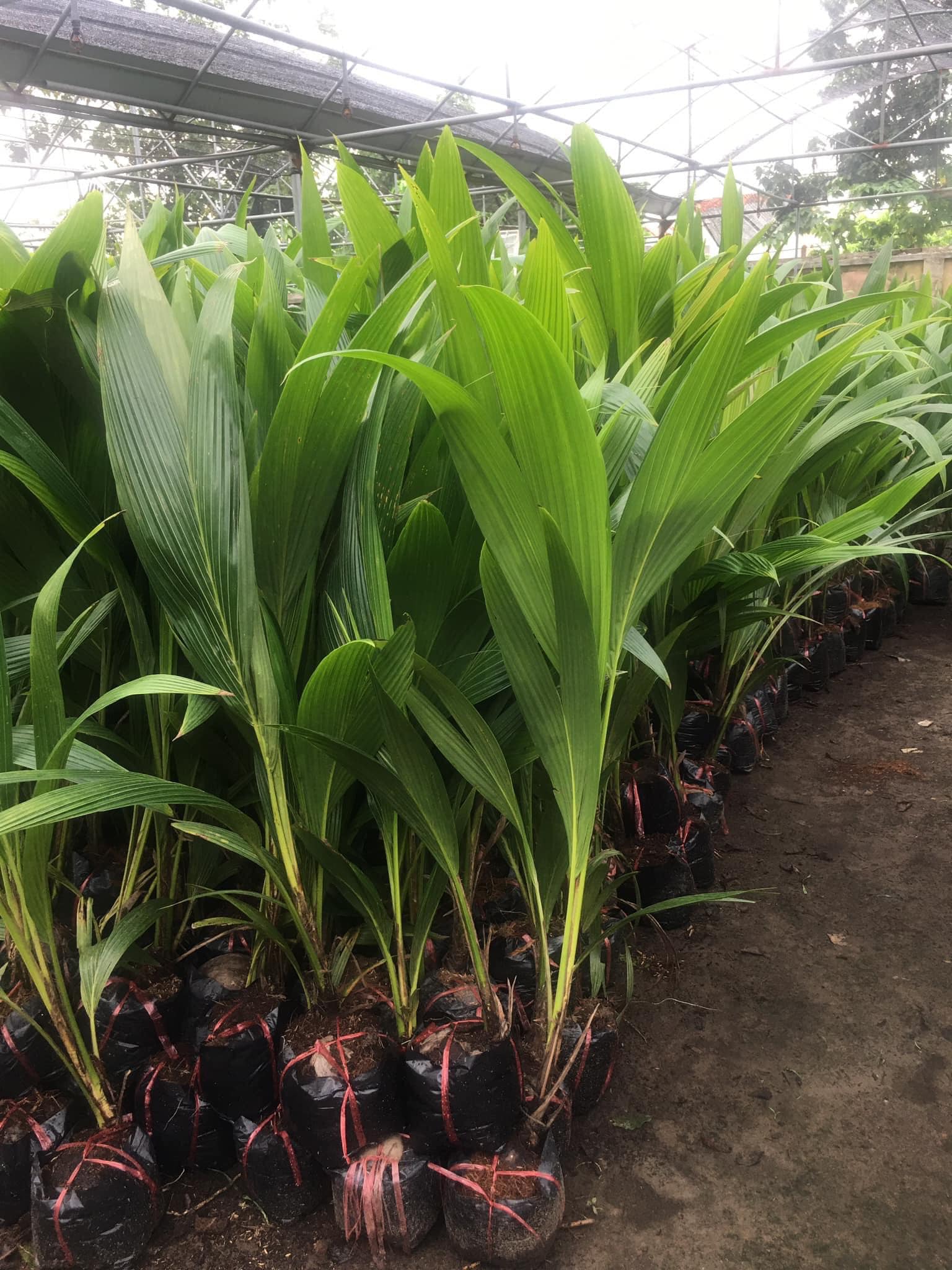 ĐỊA CHỈ CUNG CẤP GIỐNG CÂY DỪA XIÊM XANH