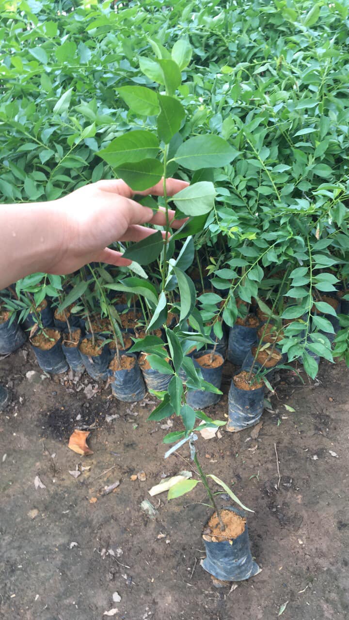 ĐỊA CHỈ CUNG CẤP GIỐNG CÂY MẬN HẬU UY TÍN CHẤT LƯỢNG
