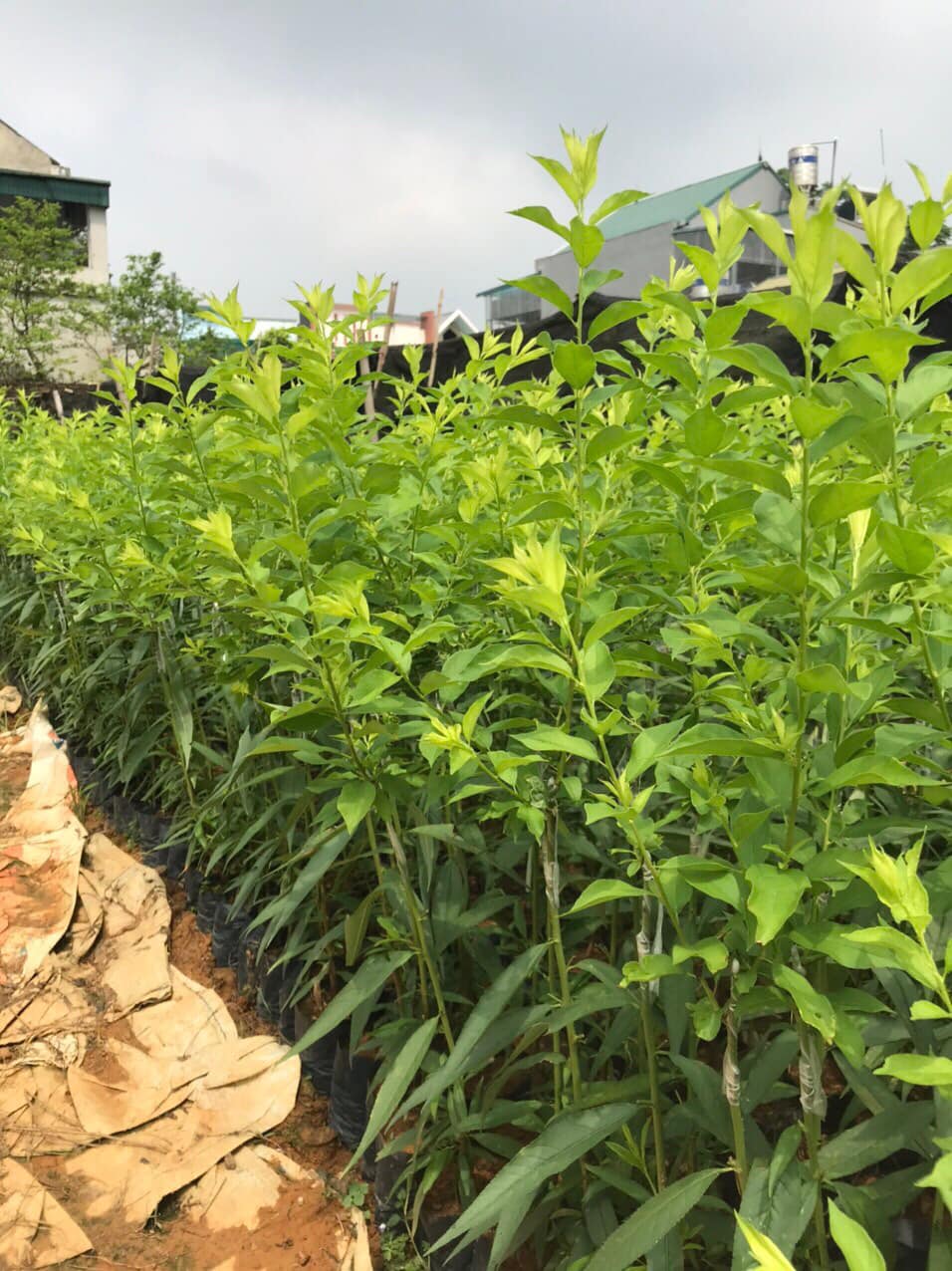 ĐỊA CHỈ CUNG CẤP GIỐNG CÂY MẬN HẬU UY TÍN CHẤT LƯỢNG