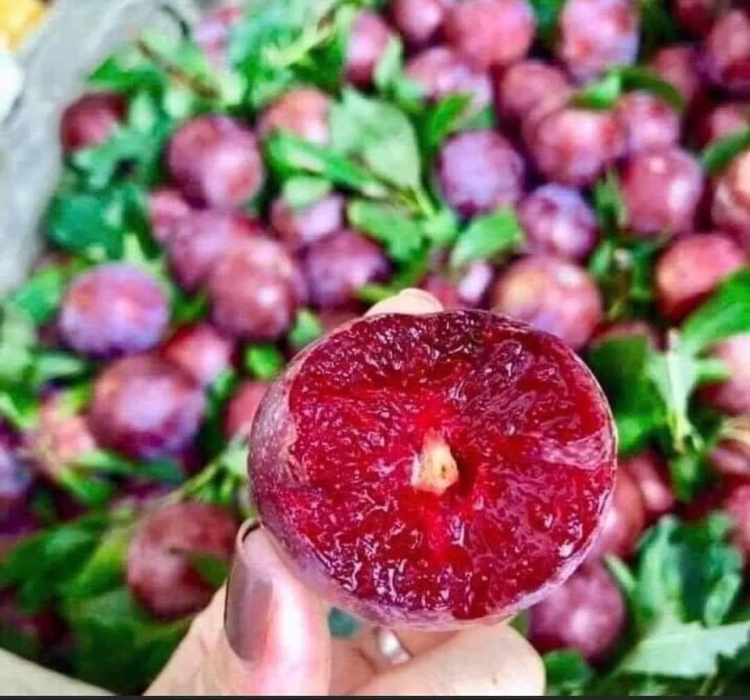 ĐỊA CHỈ CUNG CẤP GIỐNG CÂY MẬN HẬU UY TÍN CHẤT LƯỢNG
