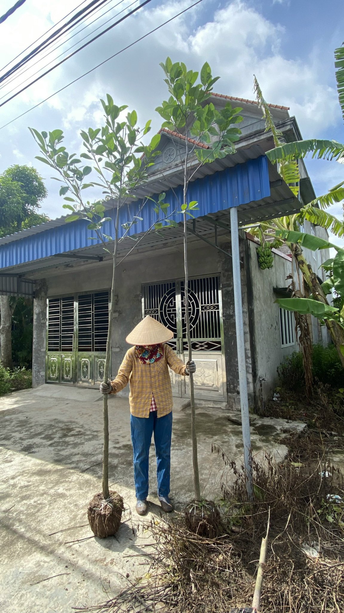 ĐỊA CHỈ CUNG CẤP CÂY GIỐNG MÍT GIEO HẠT CAO 3M