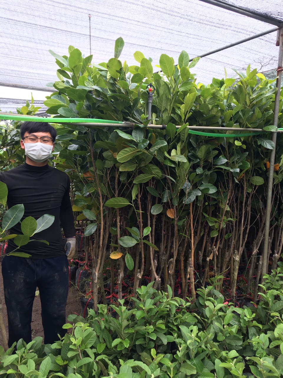 ĐỊA CHỈ CUNG CẤP CÂY GIỐNG MÍT THÁI TO NHIỀU CỠ