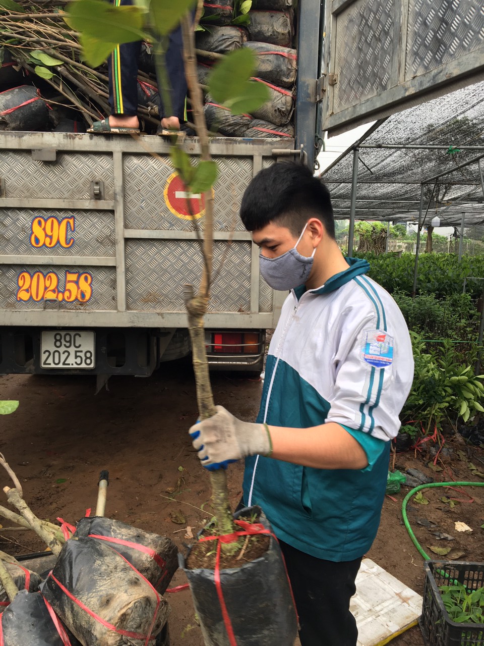 ĐỊA CHỈ CUNG CẤP CÂY GIỐNG MÍT THÁI TO NHIỀU CỠ