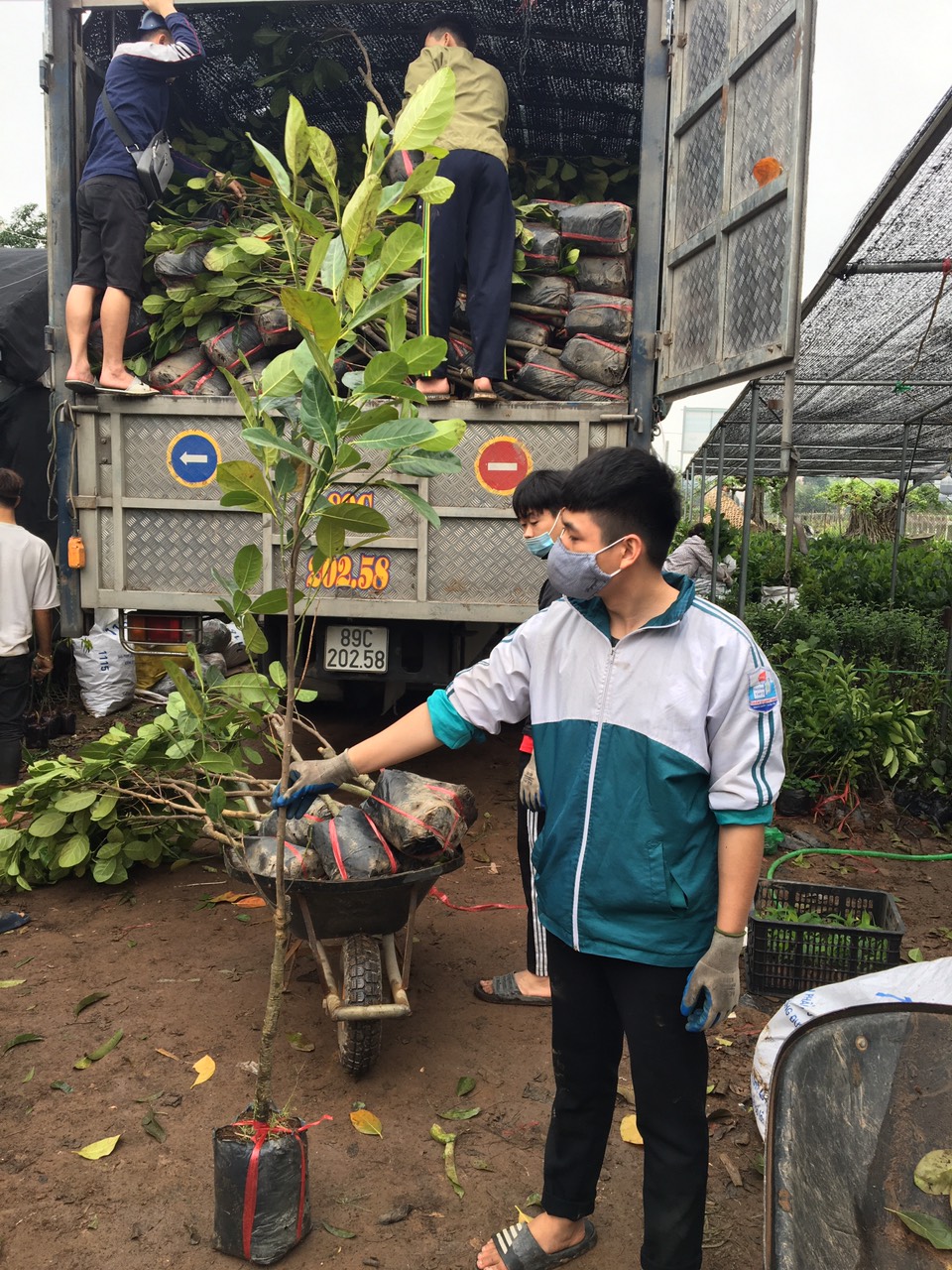 ĐỊA CHỈ CUNG CẤP CÂY GIỐNG MÍT THÁI TO NHIỀU CỠ