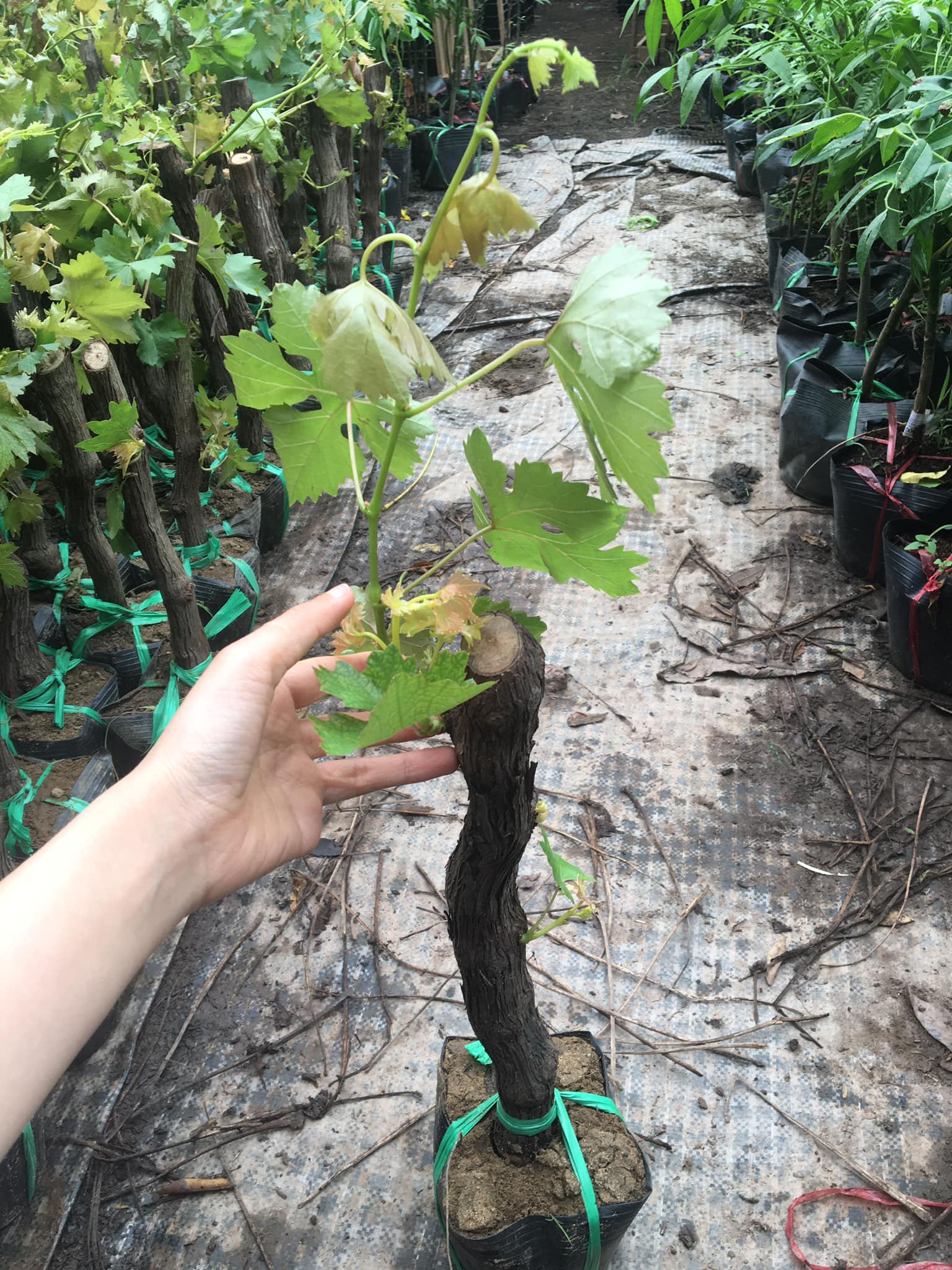 ĐỊA CHỈ CUNG CẤP CÂY GIỐNG NHO TÍM NINH THUẬN