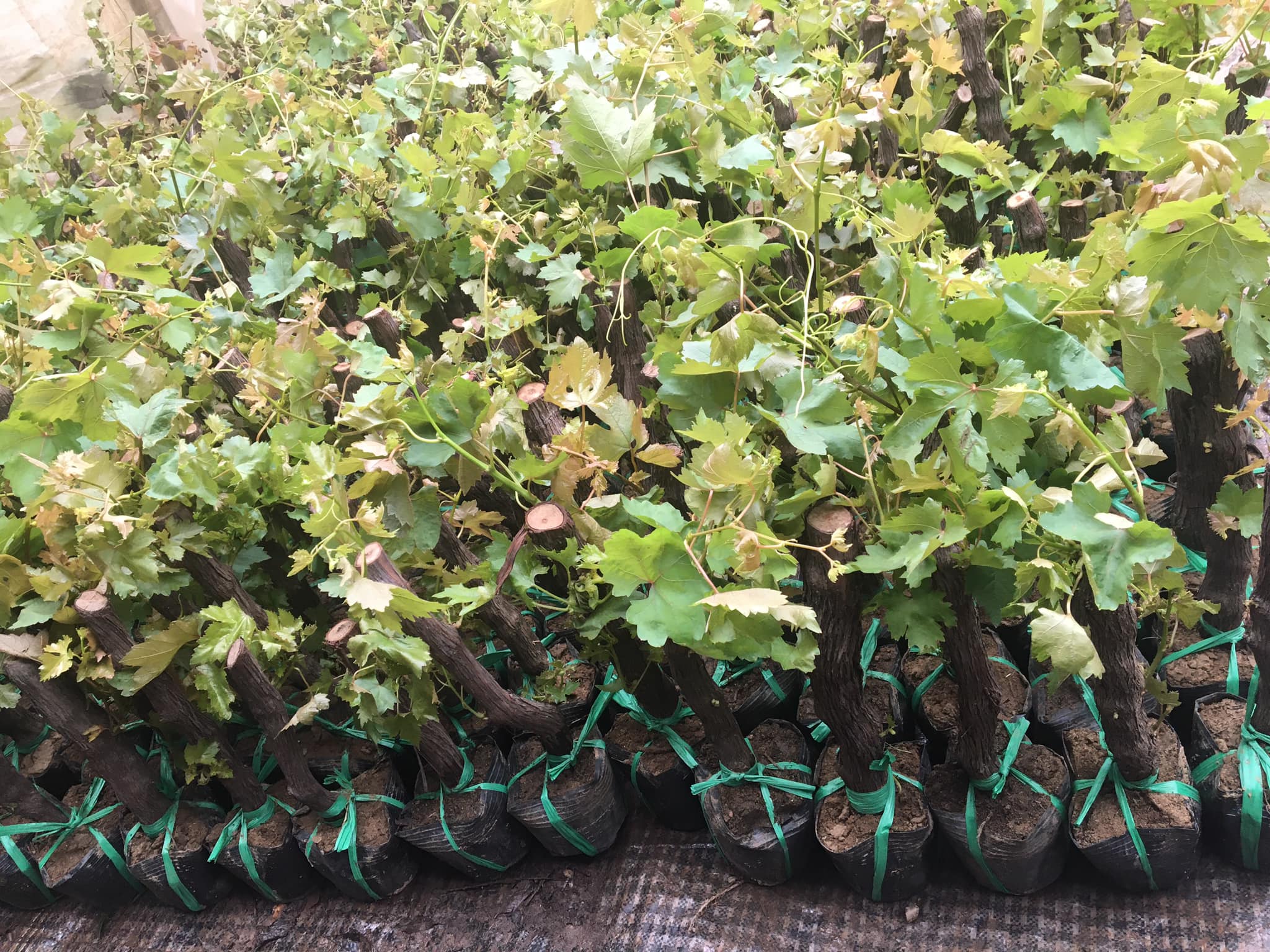 ĐỊA CHỈ CUNG CẤP CÂY GIỐNG NHO TÍM NINH THUẬN