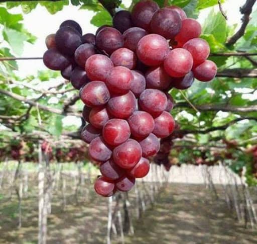 ĐỊA CHỈ CUNG CẤP CÂY GIỐNG NHO TÍM NINH THUẬN