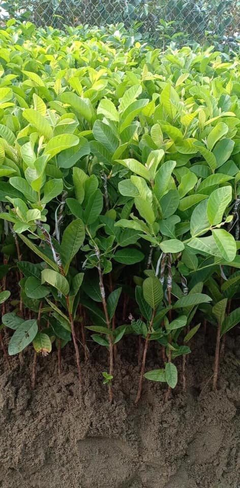 ĐỊA CHỈ CUNG CẤP CÂY GIỐNG ỔI RUỘT ĐỎ BẾN CÁT