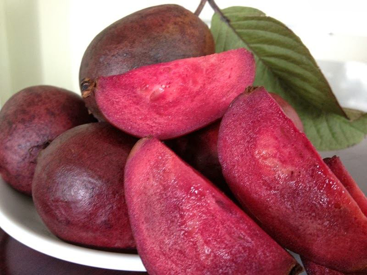 ĐỊA CHỈ CUNG CÂP CÂY GIỐNG ỔI TÍM