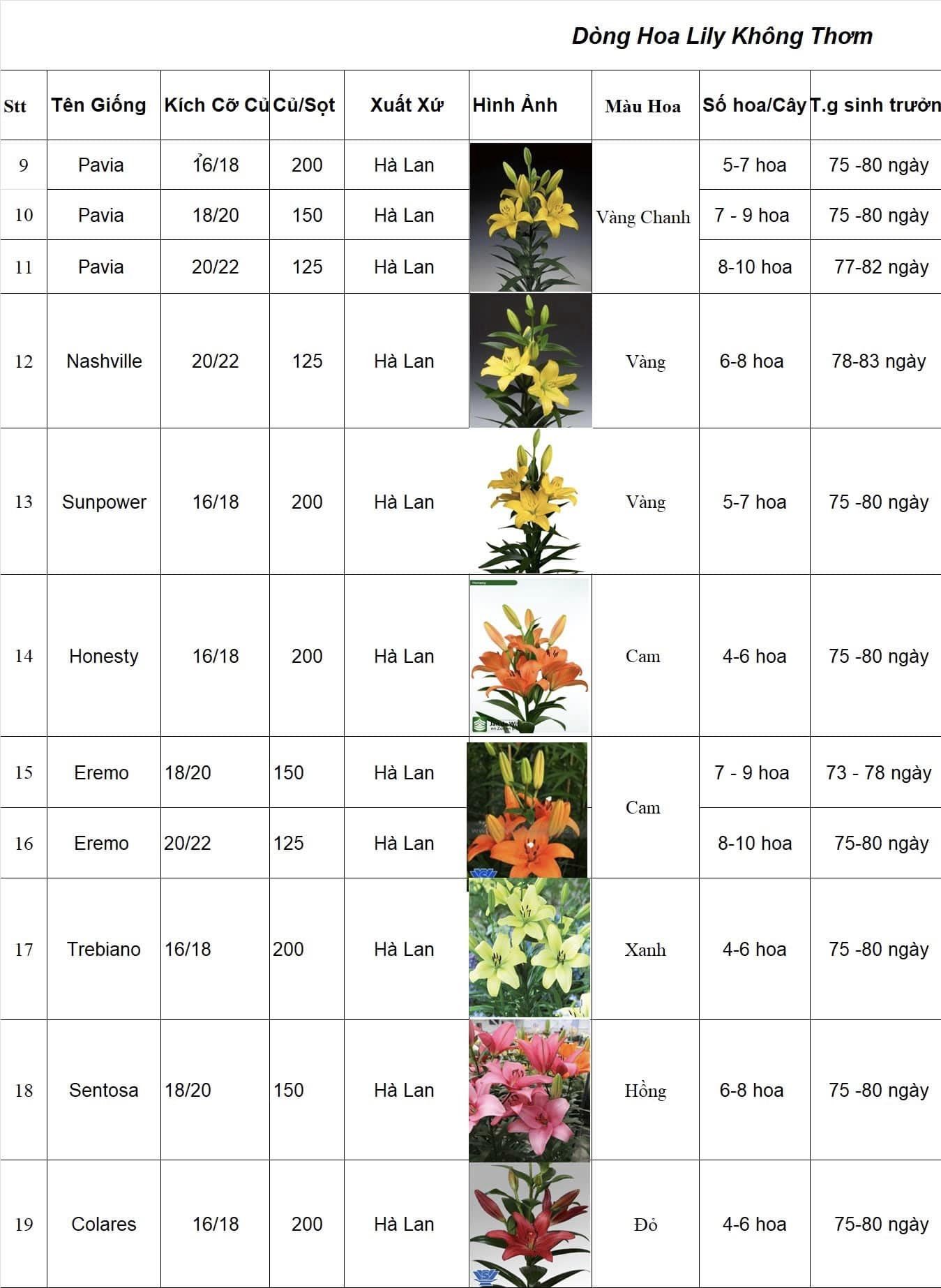 ĐỊA CHỈ CUNG CẤP CỦ  GIỐNG LILY CAO KHÔNG THƠM