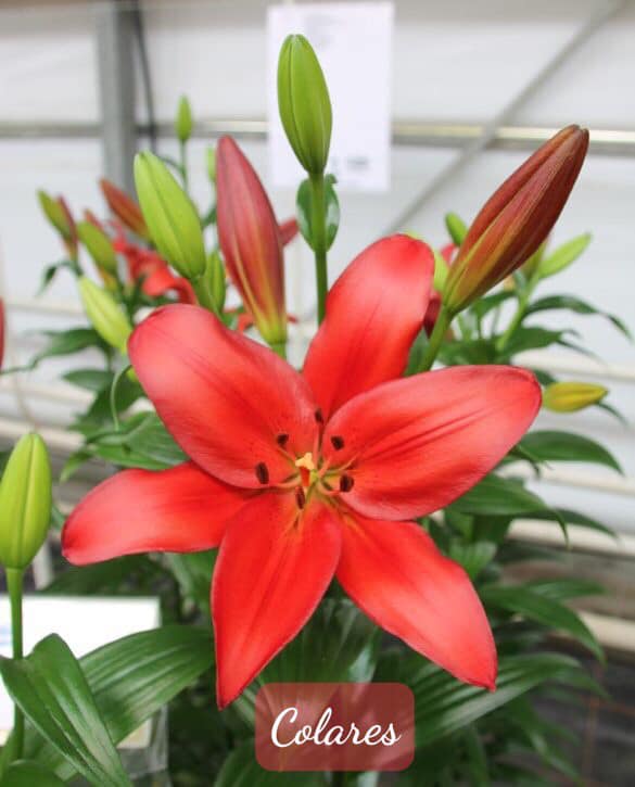 ĐỊA CHỈ CUNG CẤP CỦ  GIỐNG LILY CAO KHÔNG THƠM