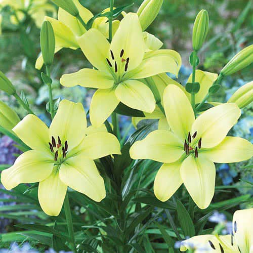 ĐỊA CHỈ CUNG CẤP CỦ  GIỐNG LILY CAO KHÔNG THƠM