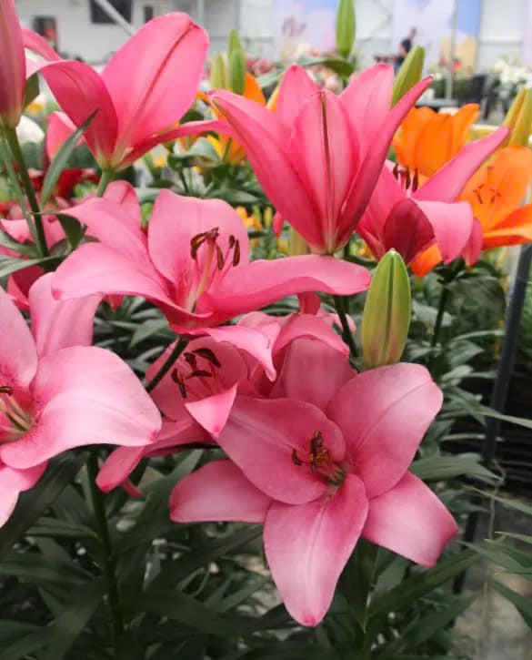 ĐỊA CHỈ CUNG CẤP CỦ  GIỐNG LILY CAO KHÔNG THƠM