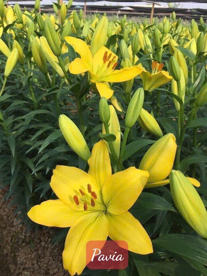ĐỊA CHỈ CUNG CẤP CỦ  GIỐNG LILY CAO KHÔNG THƠM