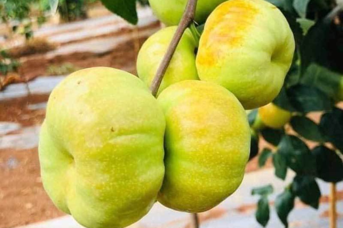 ĐỊA CHỈ CUNG CẤP CÂY GIỐNG HỒNG TÁO