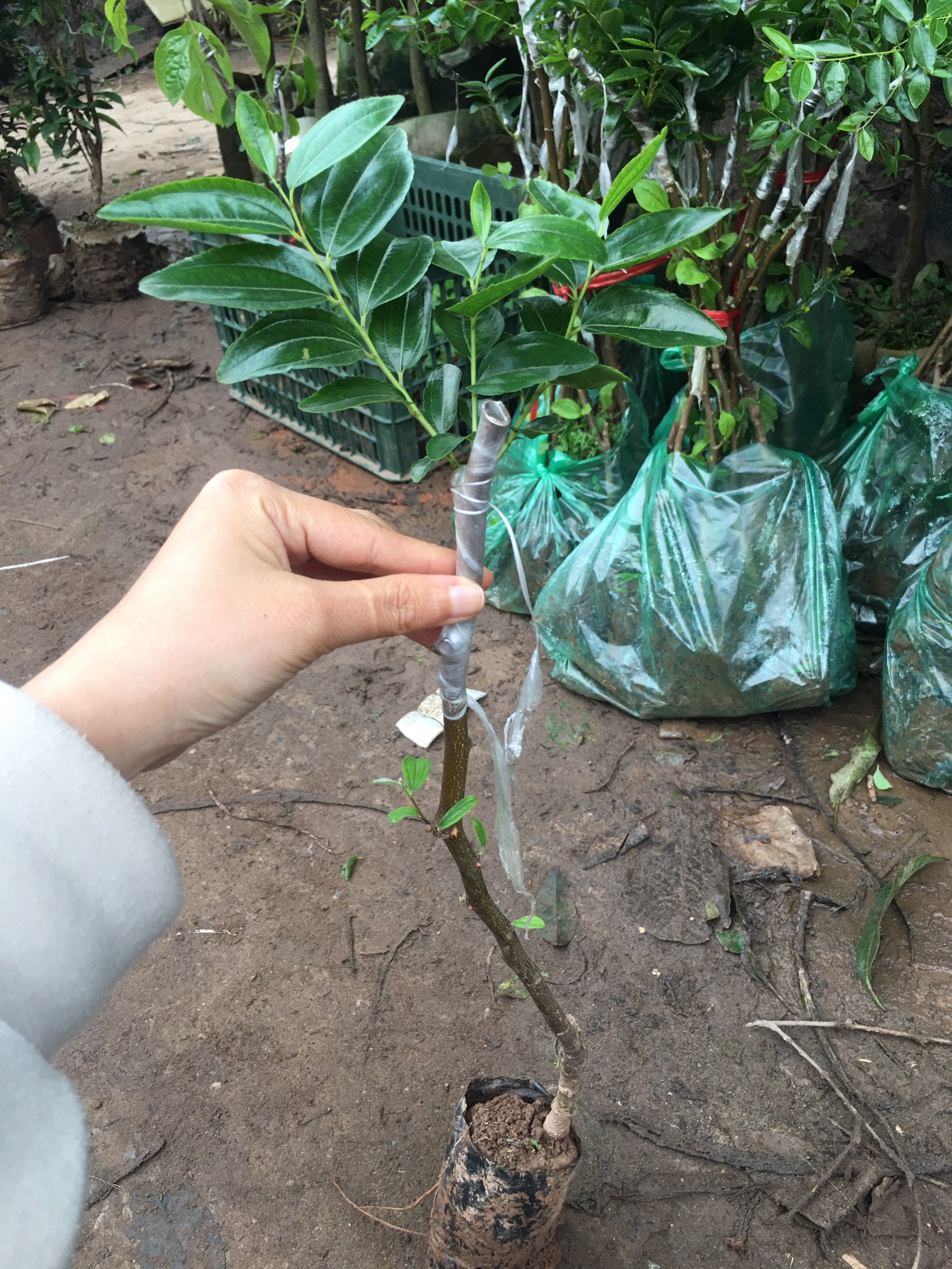 ĐỊA CHỈ CUNG CẤP CÂY GIỐNG HỒNG TÁO