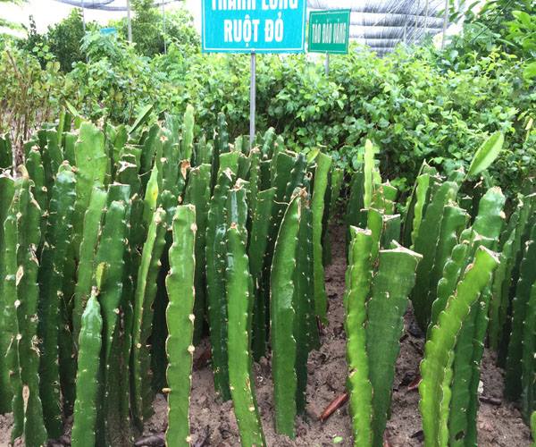 ĐỊA CHỈ CUNG CẤP CÂY GIỐNG THANH LONG RUỘT ĐỎ